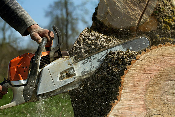 Best Large Tree Removal  in Jay, OK